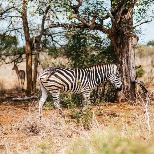 How to plan your perfect African safari
